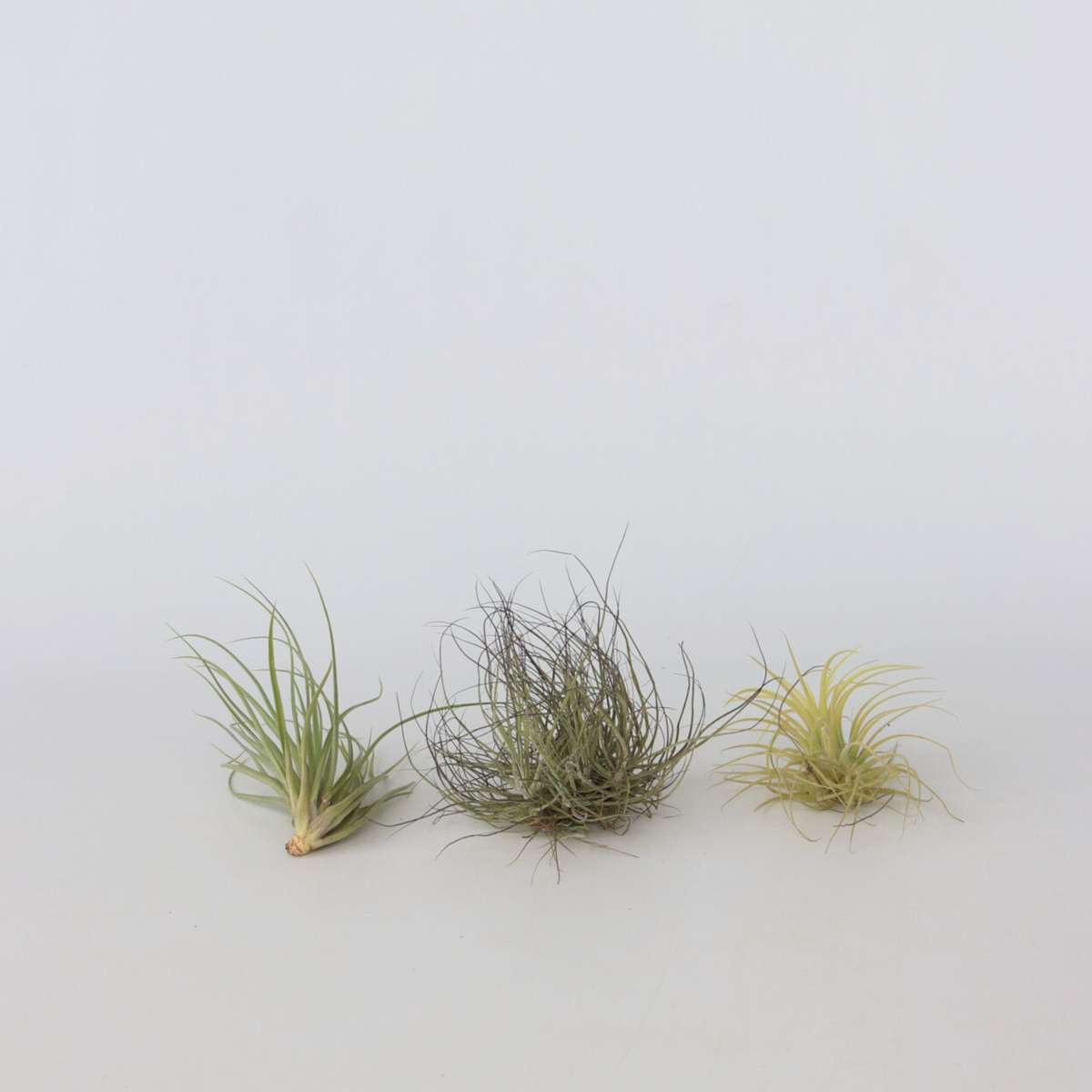 Tillandsia Mischung Tillandsien - 3 Stk - Tillandsia - Höhe 5-15Cm - ⌀5Cm