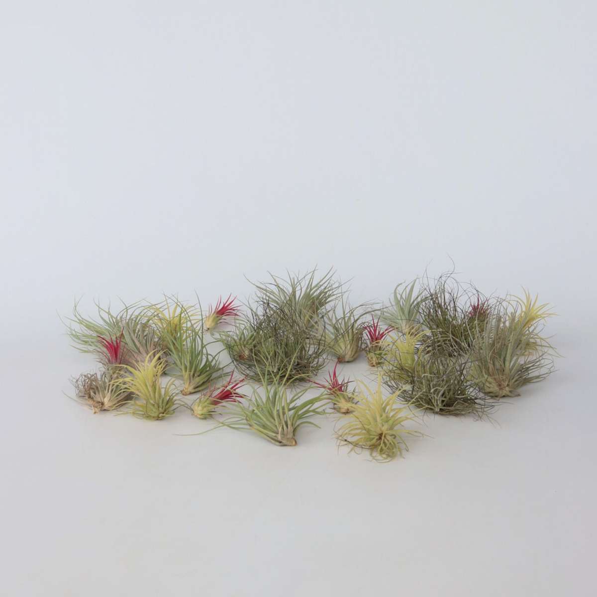 Tillandsia Tillandsien Luftpflanzen - 24 Stk - Tillandsia - Höhe 5-15Cm - ⌀5Cm