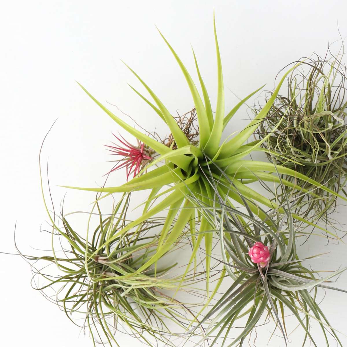 Tillandsia Tillandsien Luftpflanzen - 24 Stk - Tillandsia - Höhe 5-15Cm - ⌀5Cm