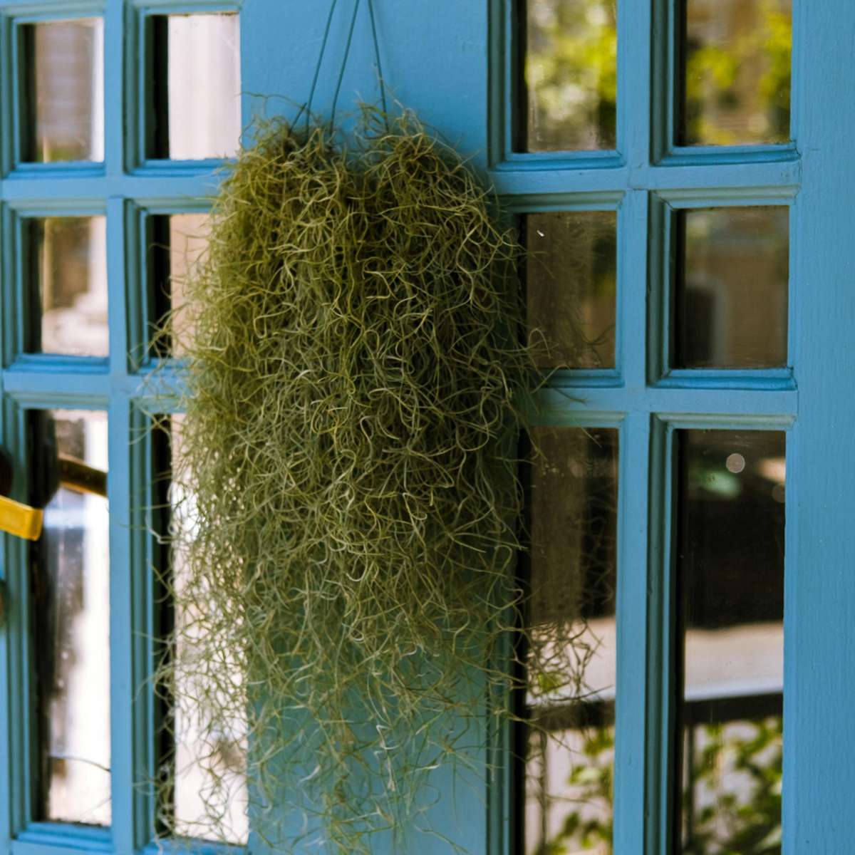 Tillandsia Spanisches Moos - 3 Stk - Tillandsia Usneoides - Höhe 25-40Cm - ⌀5Cm