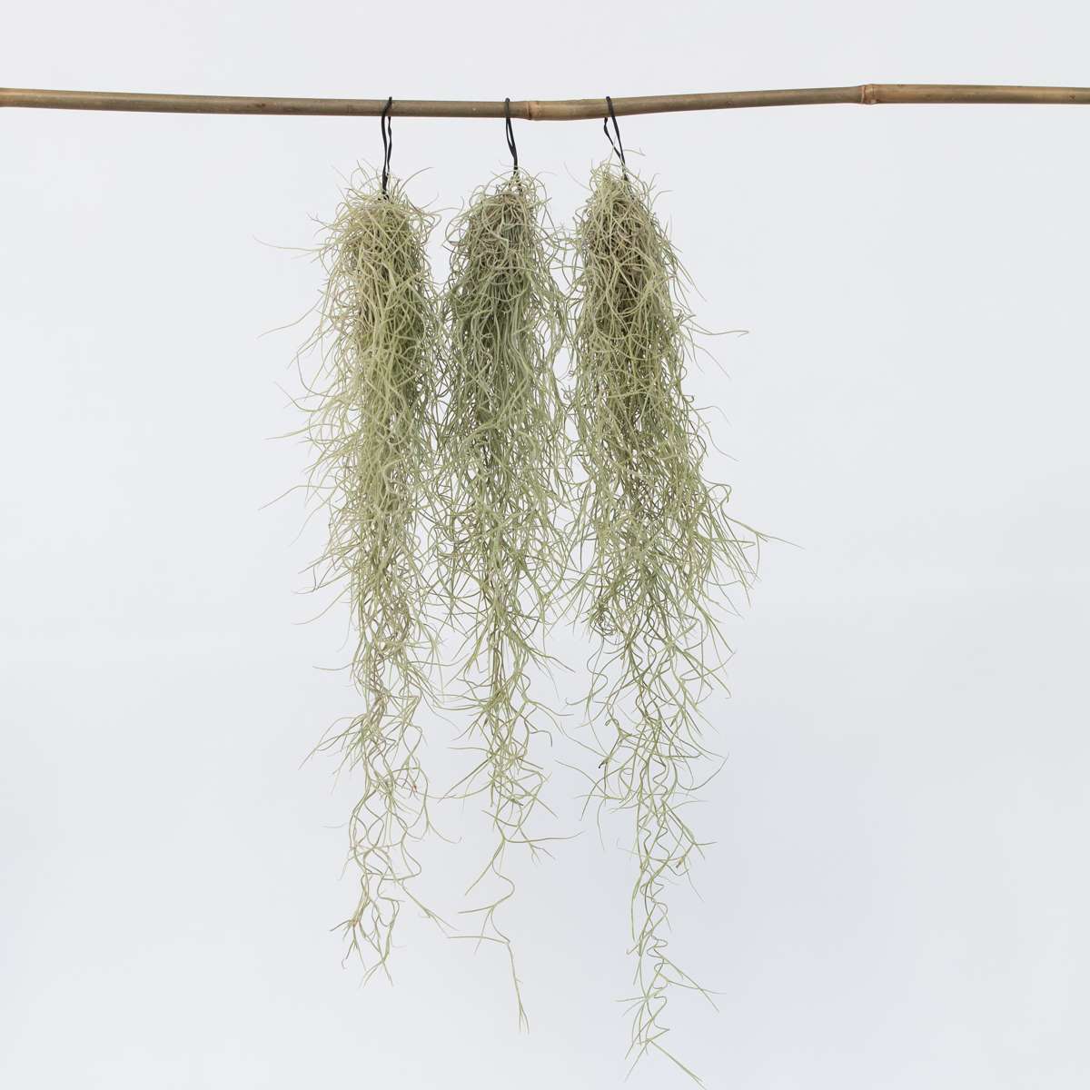 Tillandsia Spanisches Moos - 3 Stk - Tillandsia Usneoides - Höhe 25-40Cm - ⌀5Cm