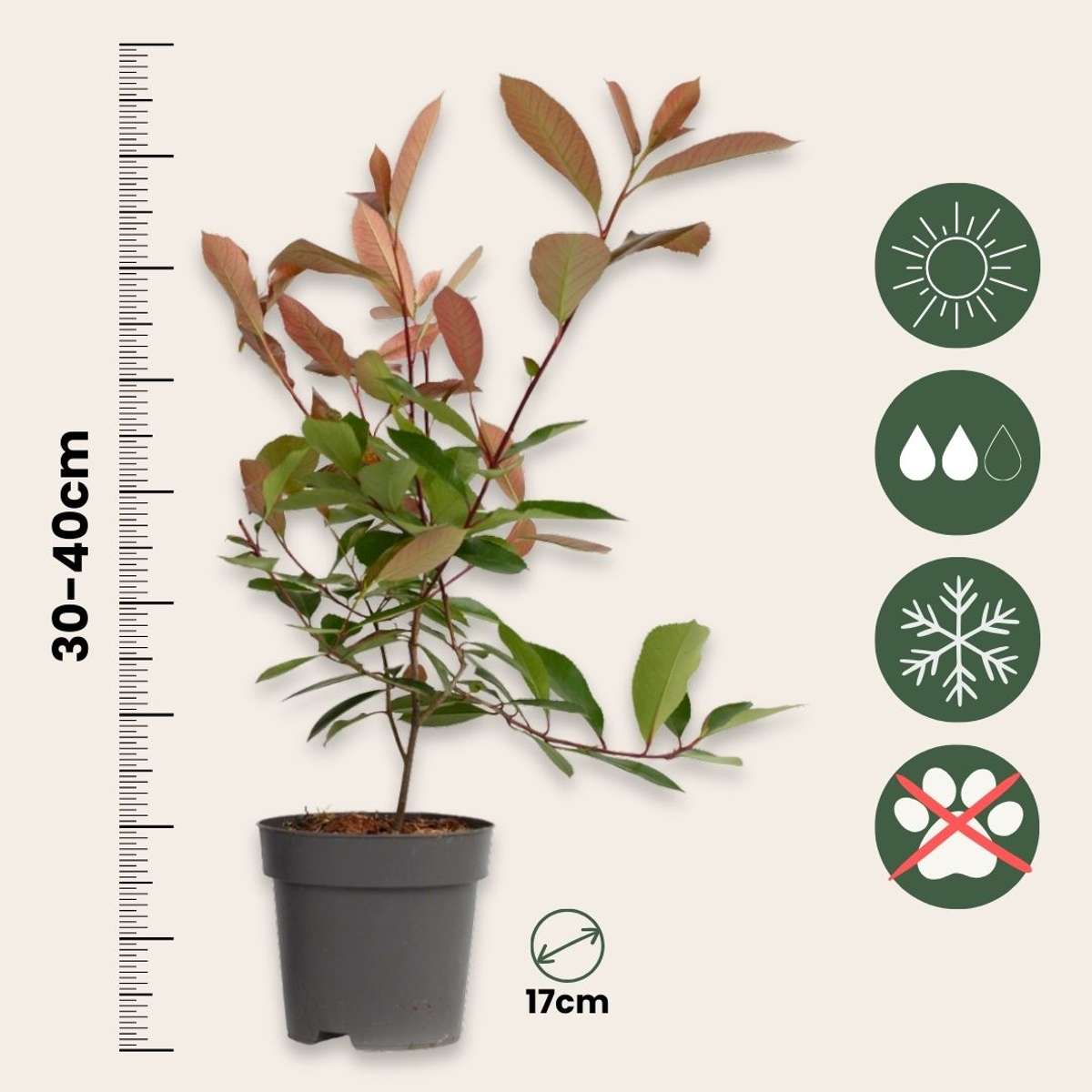 Photinia Glanzmispel - 2 Stk - Photinia Fraseri 'Red Robin' - Höhe 30-40Cm - ⌀17Cm