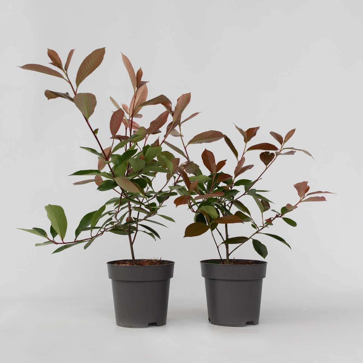 Photinia Glanzmispel - 2 Stk - Photinia Fraseri 'Red Robin' - Höhe 30-40Cm - ⌀17Cm