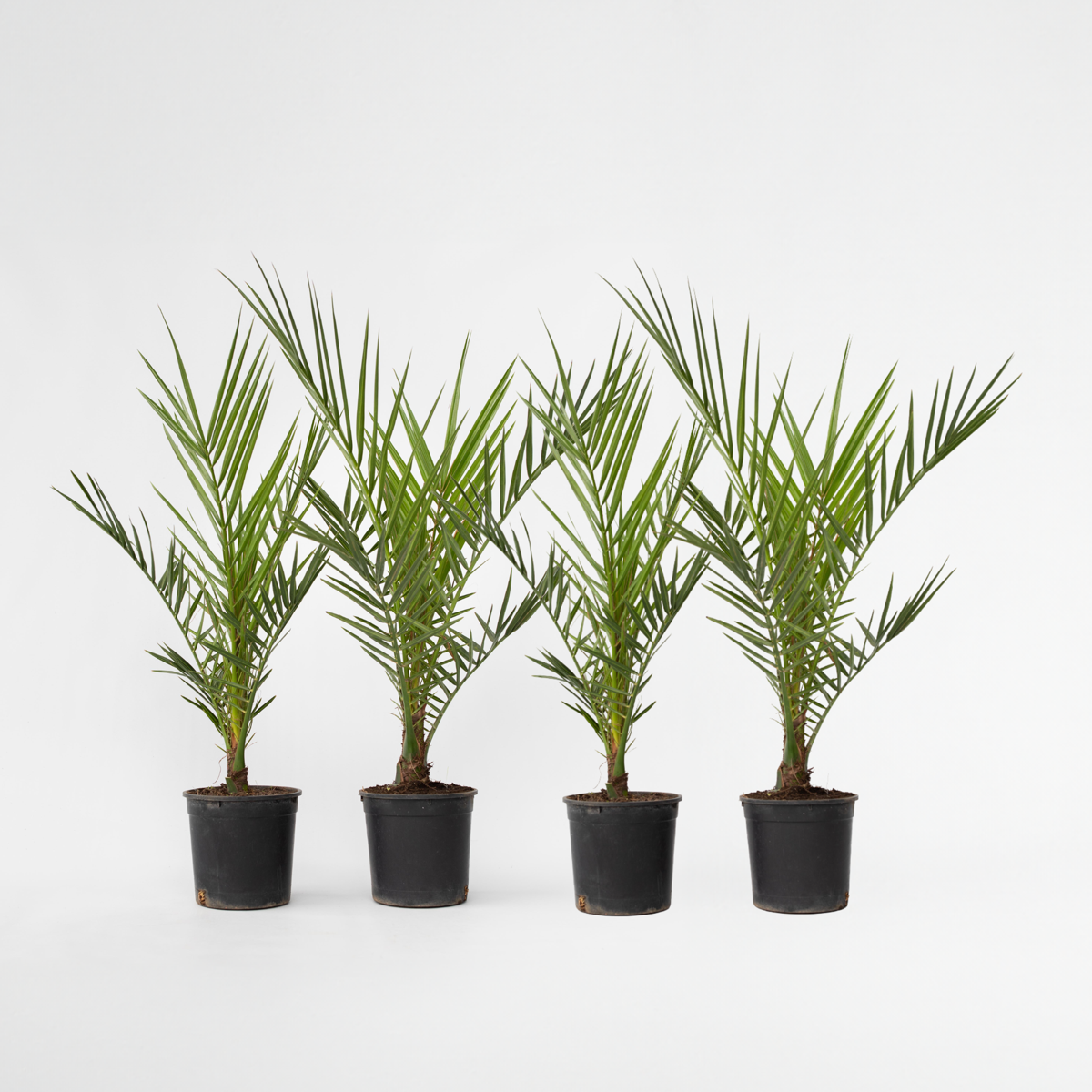 Garden Palms Kanarische Dattelpalme - 4 Stk - Phoenix Canariensis - Höhe 50-60Cm - ⌀15Cm