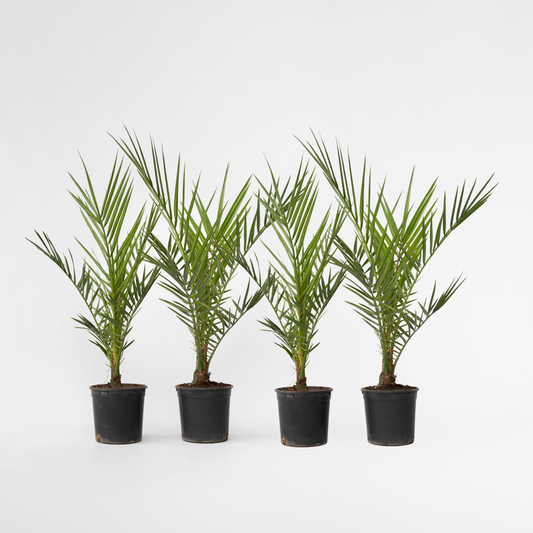 Garden Palms Kanarische Dattelpalme - 4 Stk - Phoenix Canariensis - Höhe 50-60Cm - ⌀15Cm