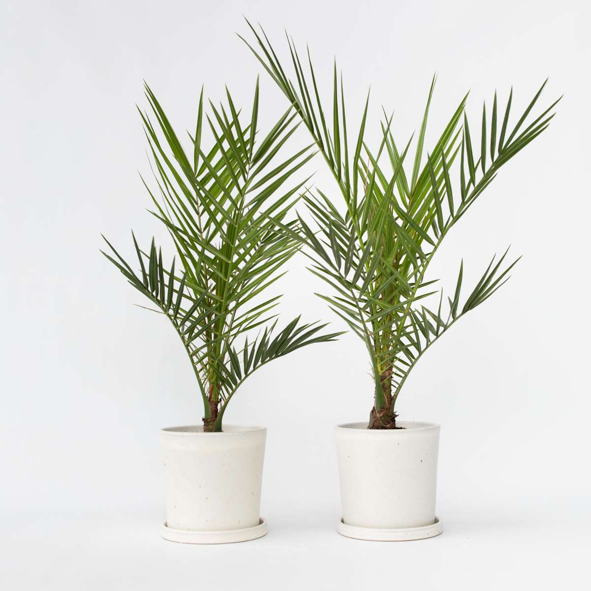 Garden Palms Kanarische Dattelpalme - 2 Stk - Phoenix Canariensis - Höhe 50-60Cm - ⌀15Cm
