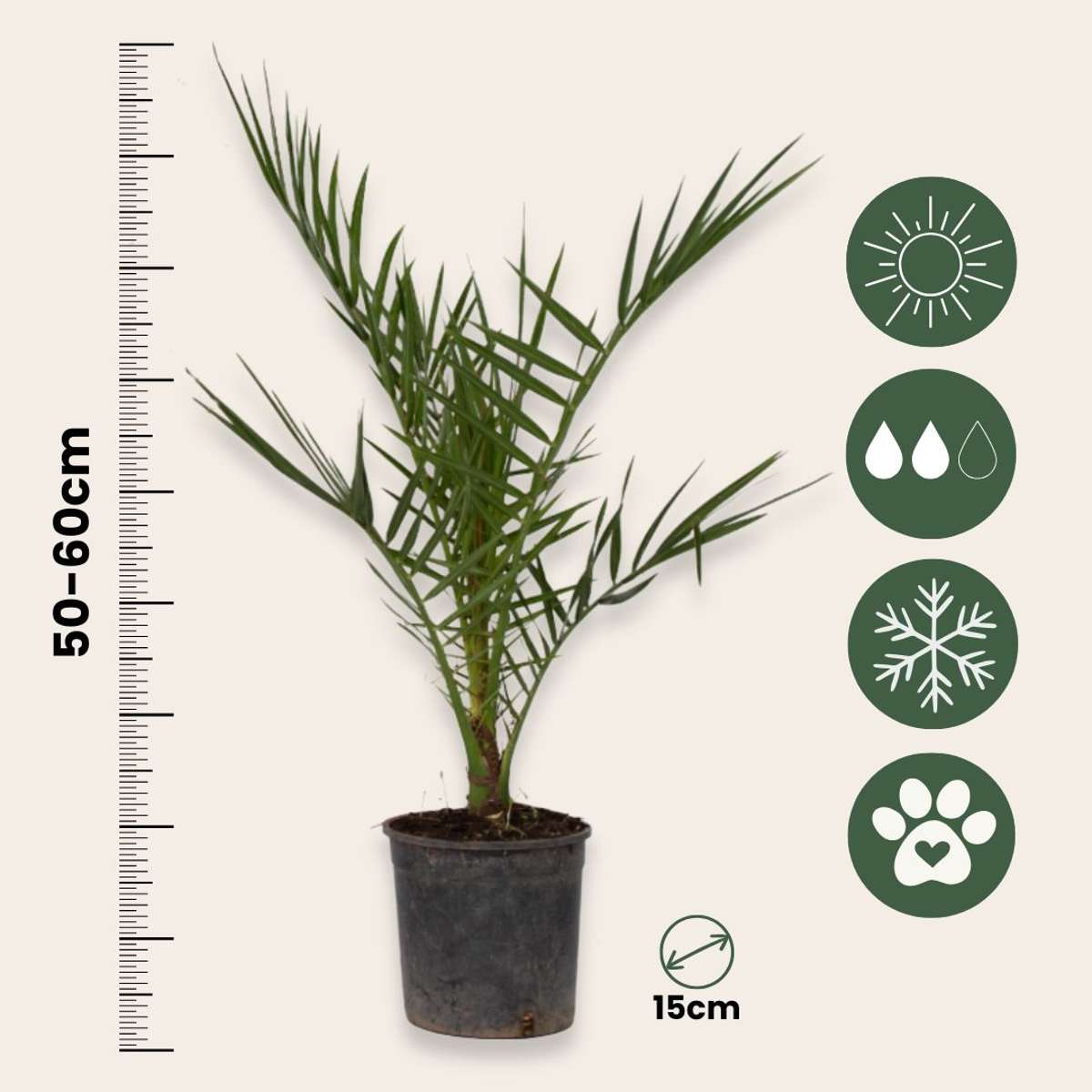 Garden Palms Kanarische Dattelpalme - 2 Stk - Phoenix Canariensis - Höhe 50-60Cm - ⌀15Cm