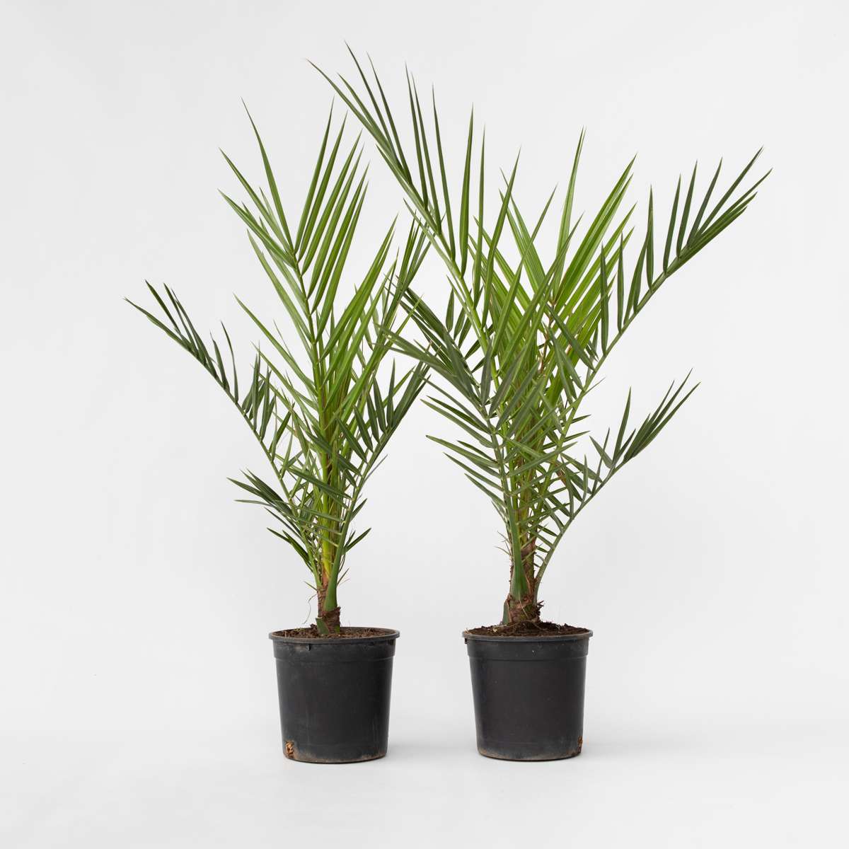 Garden Palms Kanarische Dattelpalme - 2 Stk - Phoenix Canariensis - Höhe 50-60Cm - ⌀15Cm