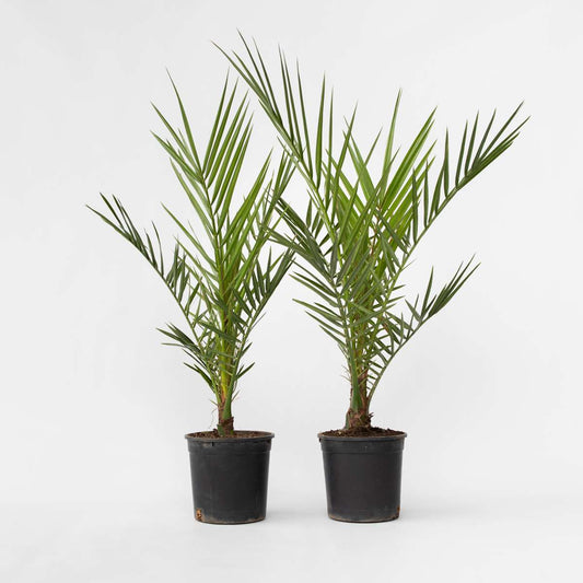 Garden Palms Kanarische Dattelpalme - 2 Stk - Phoenix Canariensis - Höhe 50-60Cm - ⌀15Cm