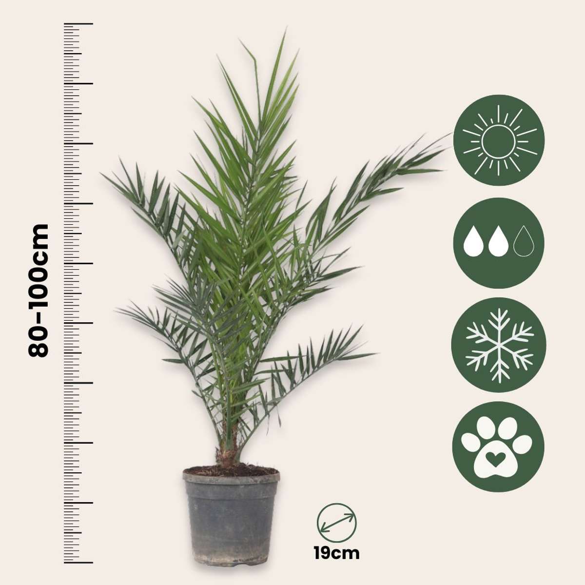Garden Palms Kanarische Dattelpalme - Phoenix Canariensis - Höhe 80-100Cm - ⌀19Cm