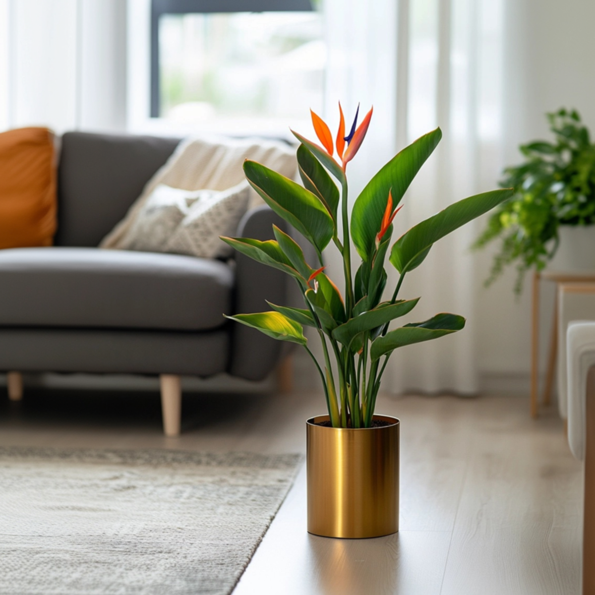 Strelitzia Paradiesvogelblume - Strelitzie - Strelitzia Reginea - Höhe 25-40Cm - ⌀9Cm