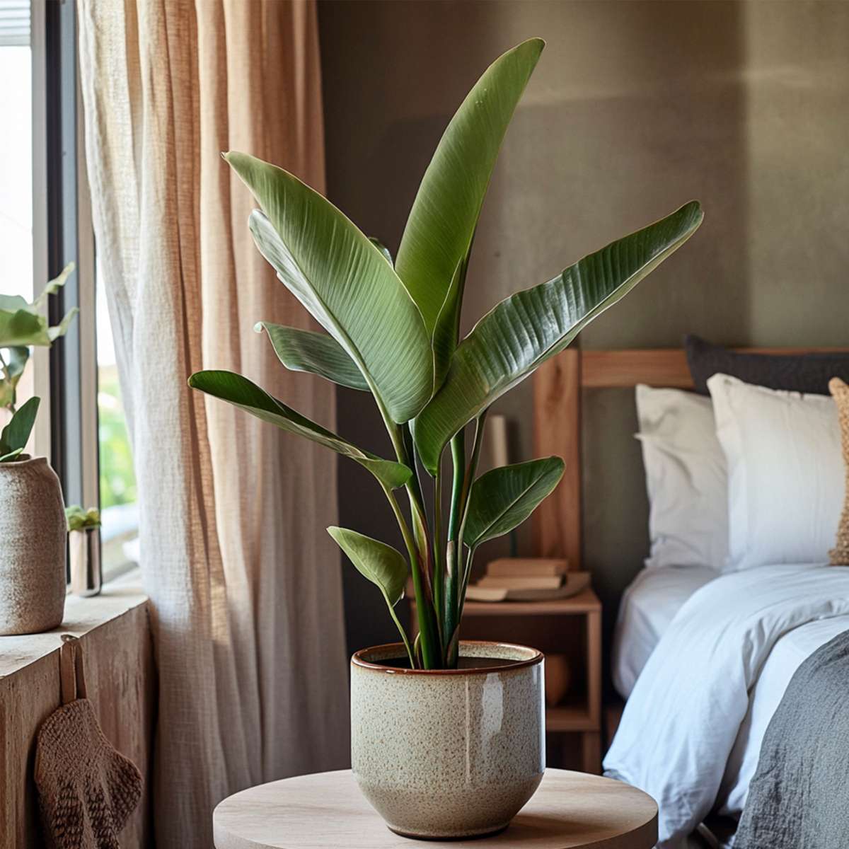 Strelitzia Paradiesvogelblume - Strelitzie - Strelitzia Reginea - Höhe 25-40Cm - ⌀9Cm