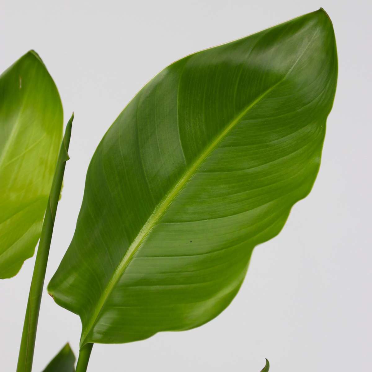 Strelitzia Paradiesvogelblume - 2 Stk - Strelitzie Nicolai - Höhe 55-70Cm - ⌀17Cm