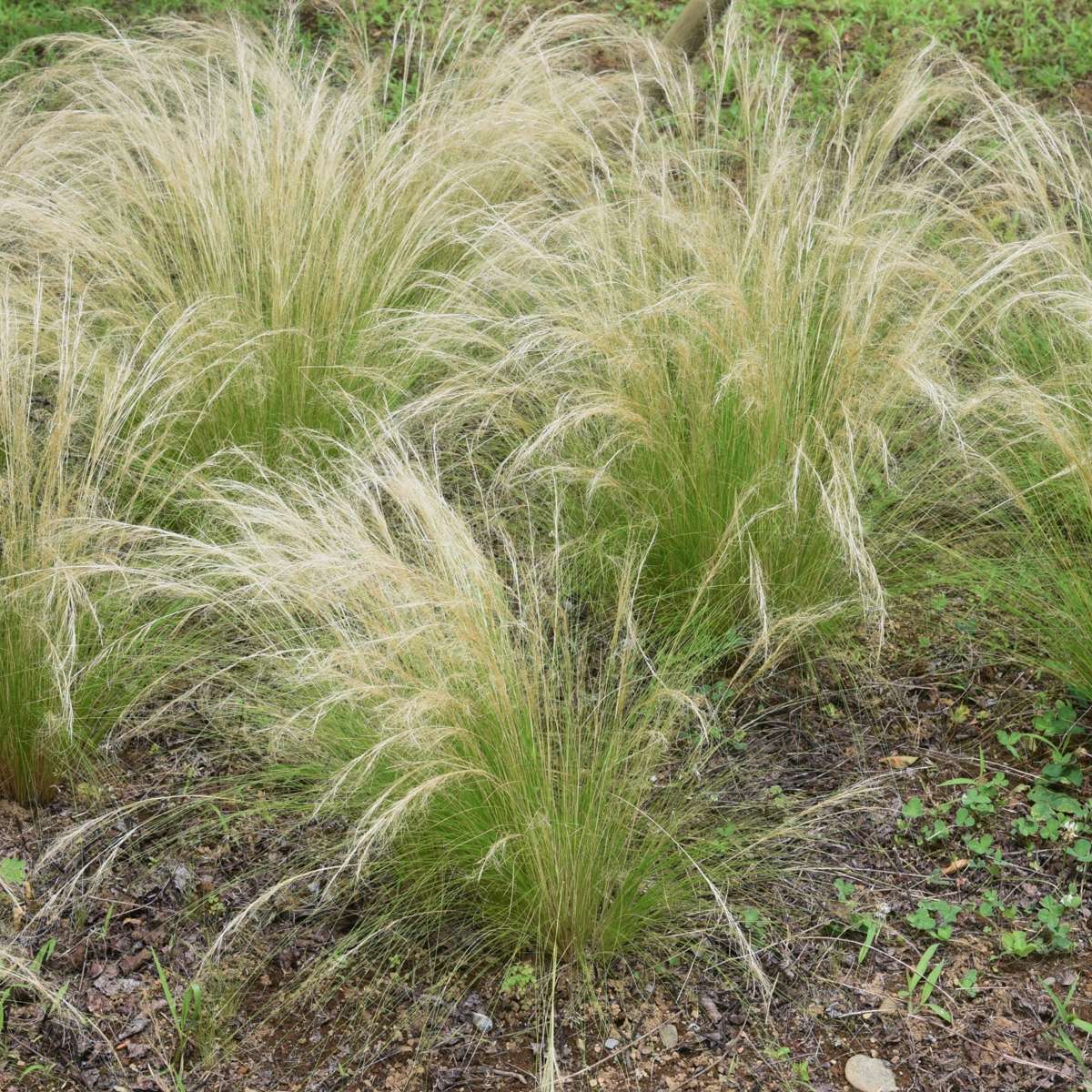 Ornamental Grasses Federgras - 9 Stk - Stipa Tenuifolia 'Pony Tails' - Höhe 20-30Cm - ⌀9Cm
