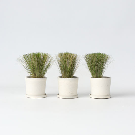 Ornamental Grasses Federgras - 3 Stk - Stipa Tenuifolia 'Pony Tails' - Höhe 20-30Cm - ⌀9Cm