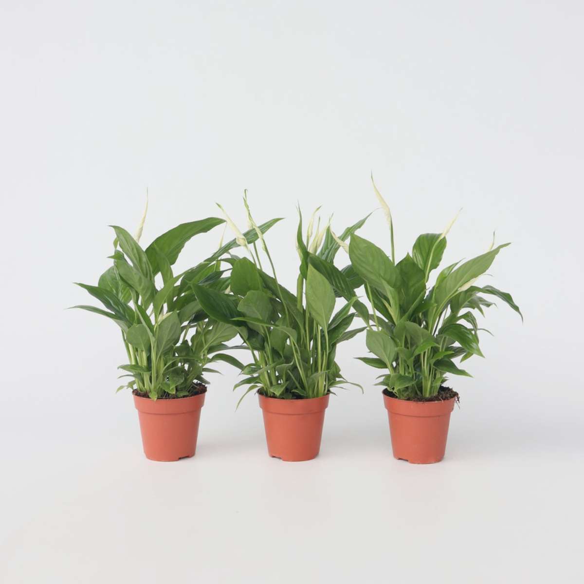 Other Green Houseplants Friedenslilie - Einblatt - 3 Stk - Spathiphyllum Torelli - Höhe 30-45Cm - ⌀12Cm