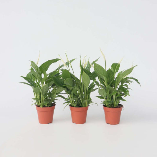 Other Green Houseplants Friedenslilie - Einblatt - 3 Stk - Spathiphyllum Torelli - Höhe 30-45Cm - ⌀12Cm