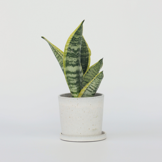 Sansevieria Bogenhanf - Sanseviera Trifasciata 'Futura Superba' - Höhe 35-40Cm - ⌀12Cm