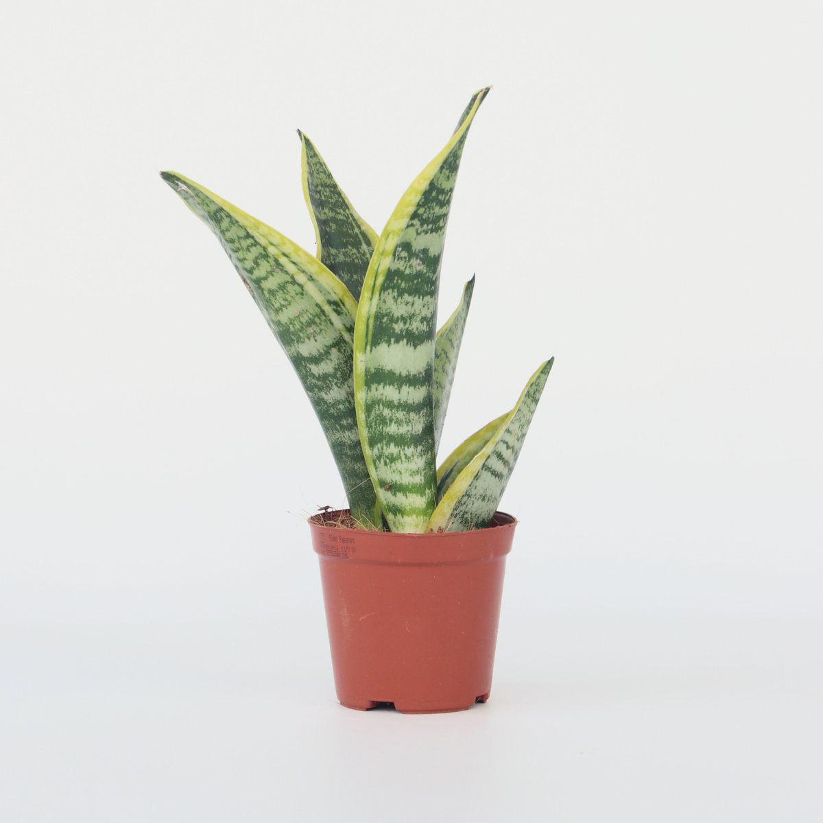Sansevieria Bogenhanf - Sanseviera Trifasciata 'Futura Superba' - Höhe 35-40Cm - ⌀12Cm