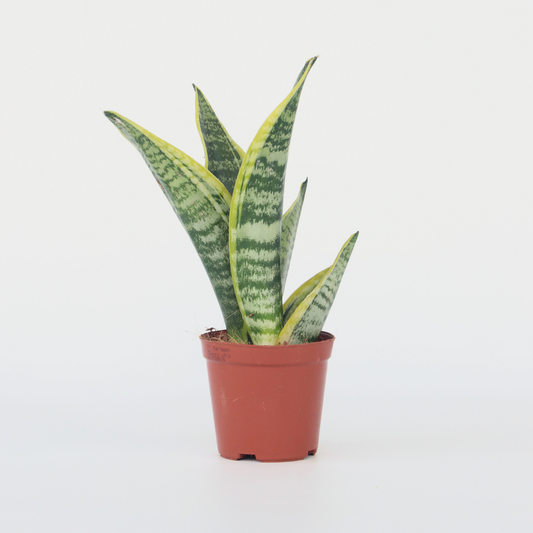 Sansevieria Bogenhanf - Sanseviera Trifasciata 'Futura Superba' - Höhe 35-40Cm - ⌀12Cm
