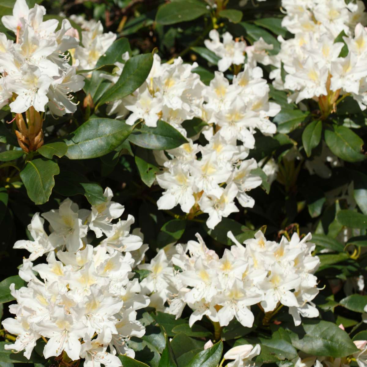 Rhododendron Rhododendren - 3 Stk - Rhododendron Catawbiense - Höhe 25-40Cm - ⌀9Cm