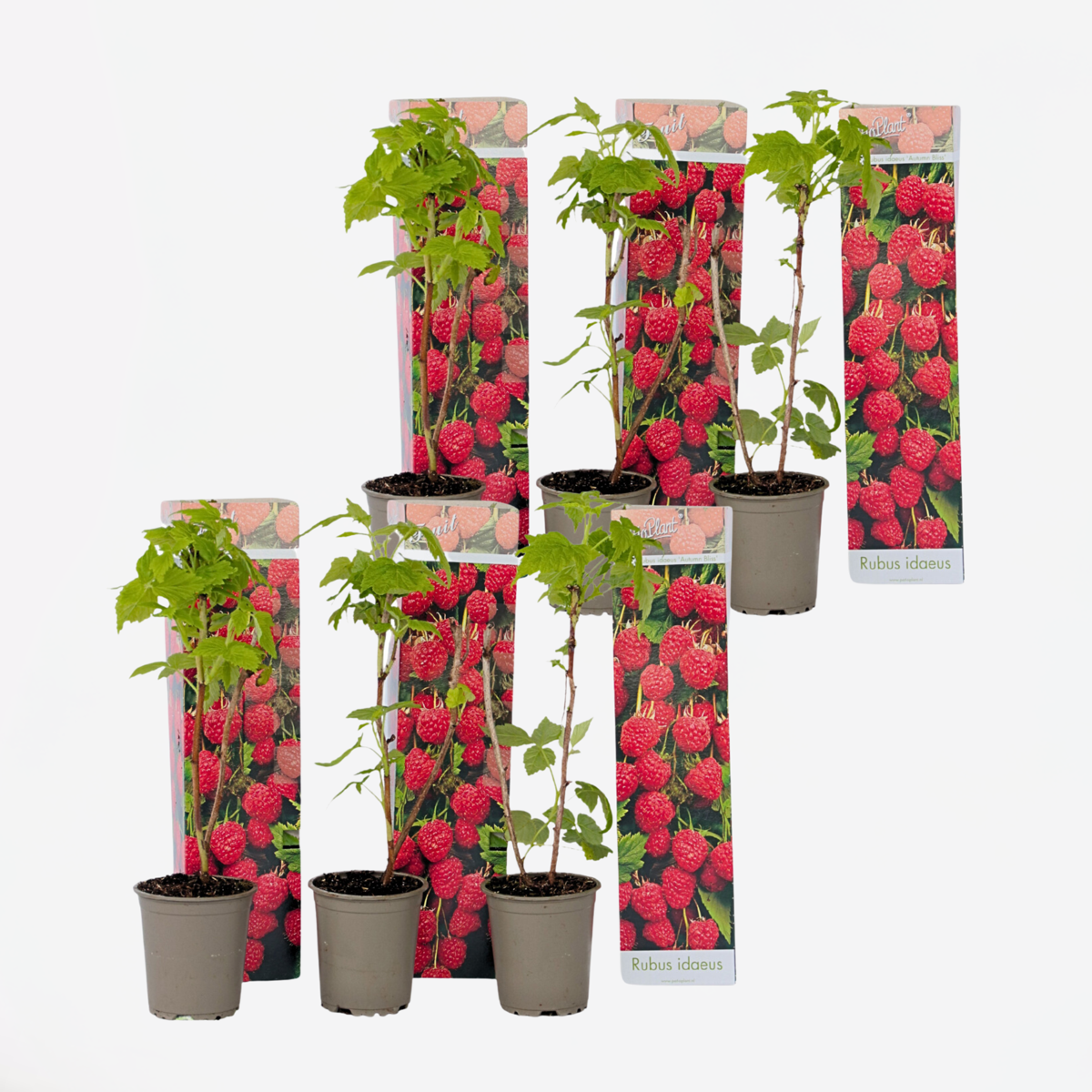 Fruit Trees Himbeerpflanzen - 6 Stk - Rubus Ideaus 'Autumn Bliss' - Höhe 25-40Cm - ⌀9Cm