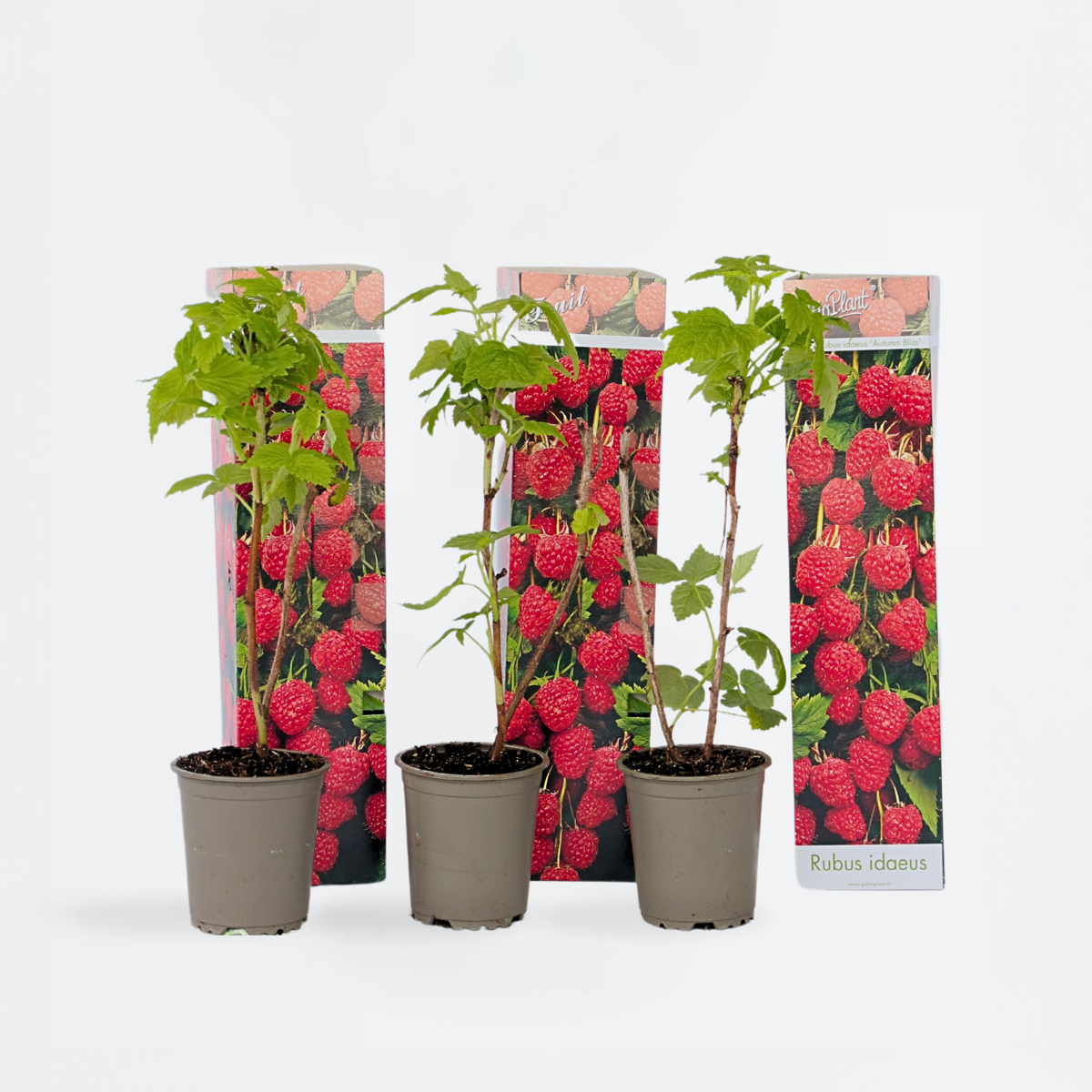 Fruit Trees Himbeerpflanzen - 3 Stk - Rubus Ideaus 'Autumn Bliss' - Höhe 25-40Cm - ⌀9Cm