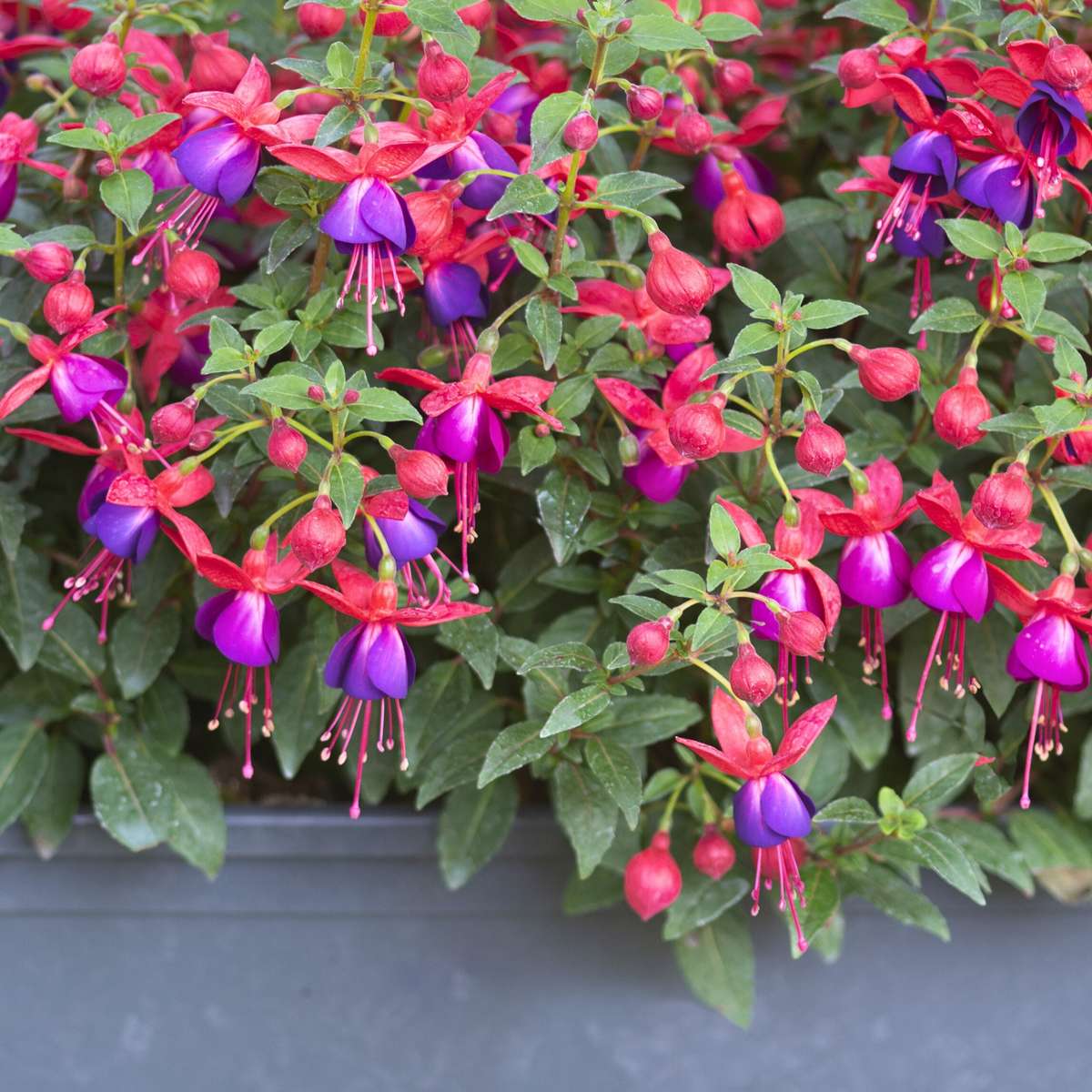 Fuchsia Fuchsie - 3 Stk - Fuchsia Magellanica - Höhe 10-20Cm - ⌀9Cm