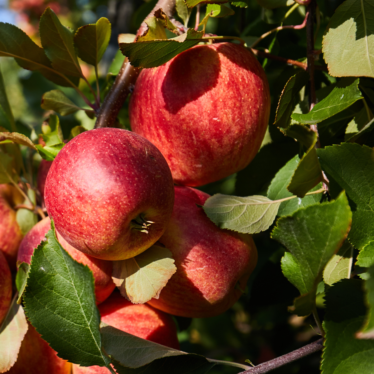 Fruit Trees Obstbäume - 4 Stk - Malus, Pryus, Prunus - Höhe 60-70Cm - ⌀9Cm