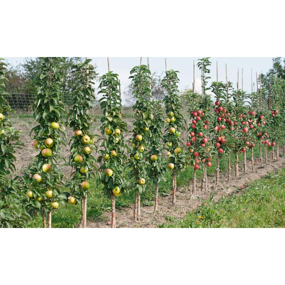 Fruit Trees Obstbäume - 4 Stk - Malus, Pryus, Prunus - Höhe 60-70Cm - ⌀9Cm