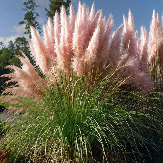 Ornamental Grasses Pampasgräser - 3 Stk - Cortaderia Selloana - Höhe 25-40Cm - ⌀9Cm