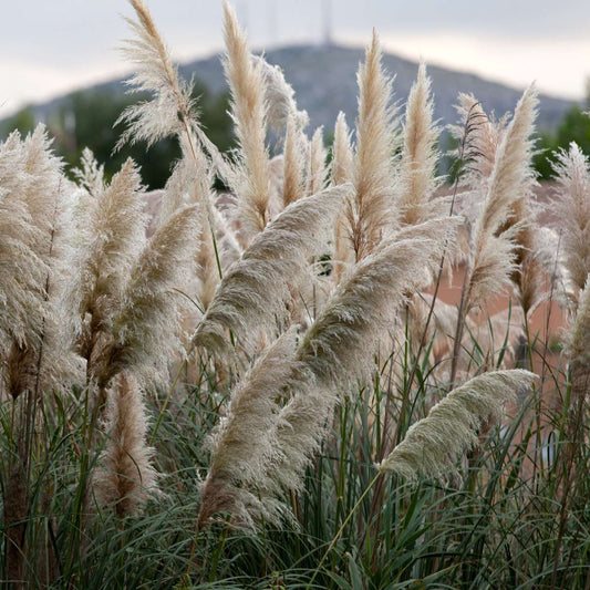 Ornamental Grasses Pampasgräser - 6 Stk - Cortaderia Selloana - Höhe 25-40Cm - ⌀9Cm