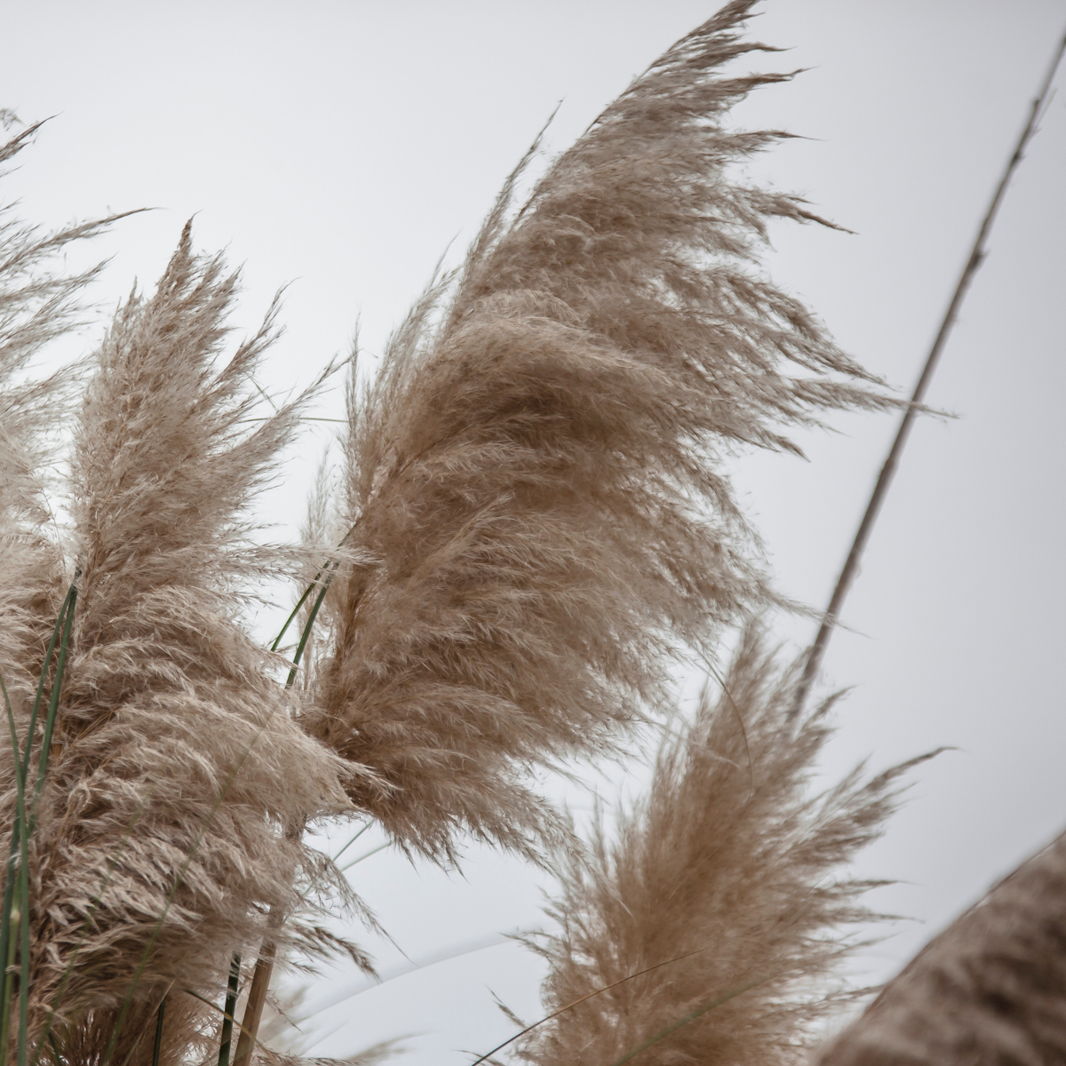 Ornamental Grasses Pampasgräser - 6 Stk - Cortaderia Selloana - Höhe 25-40Cm - ⌀9Cm