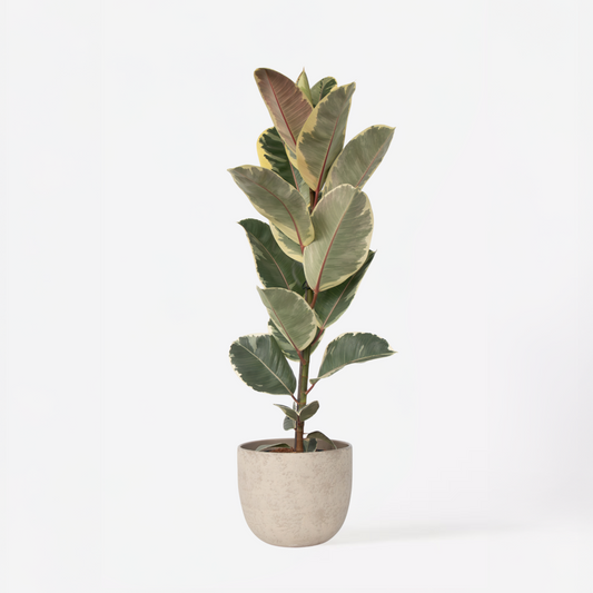 Ficus Gummibaum - Ficus Elastica 'Tineke' - Höhe 75-100Cm - ⌀24Cm