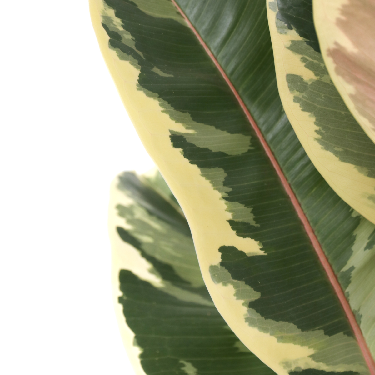 Ficus Gummibaum - Ficus Elastica 'Tineke' - Höhe 75-100Cm - ⌀24Cm