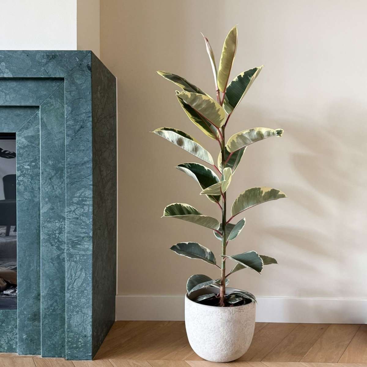 Ficus Gummibaum - Ficus Elastica 'Tineke' - Höhe 75-100Cm - ⌀24Cm