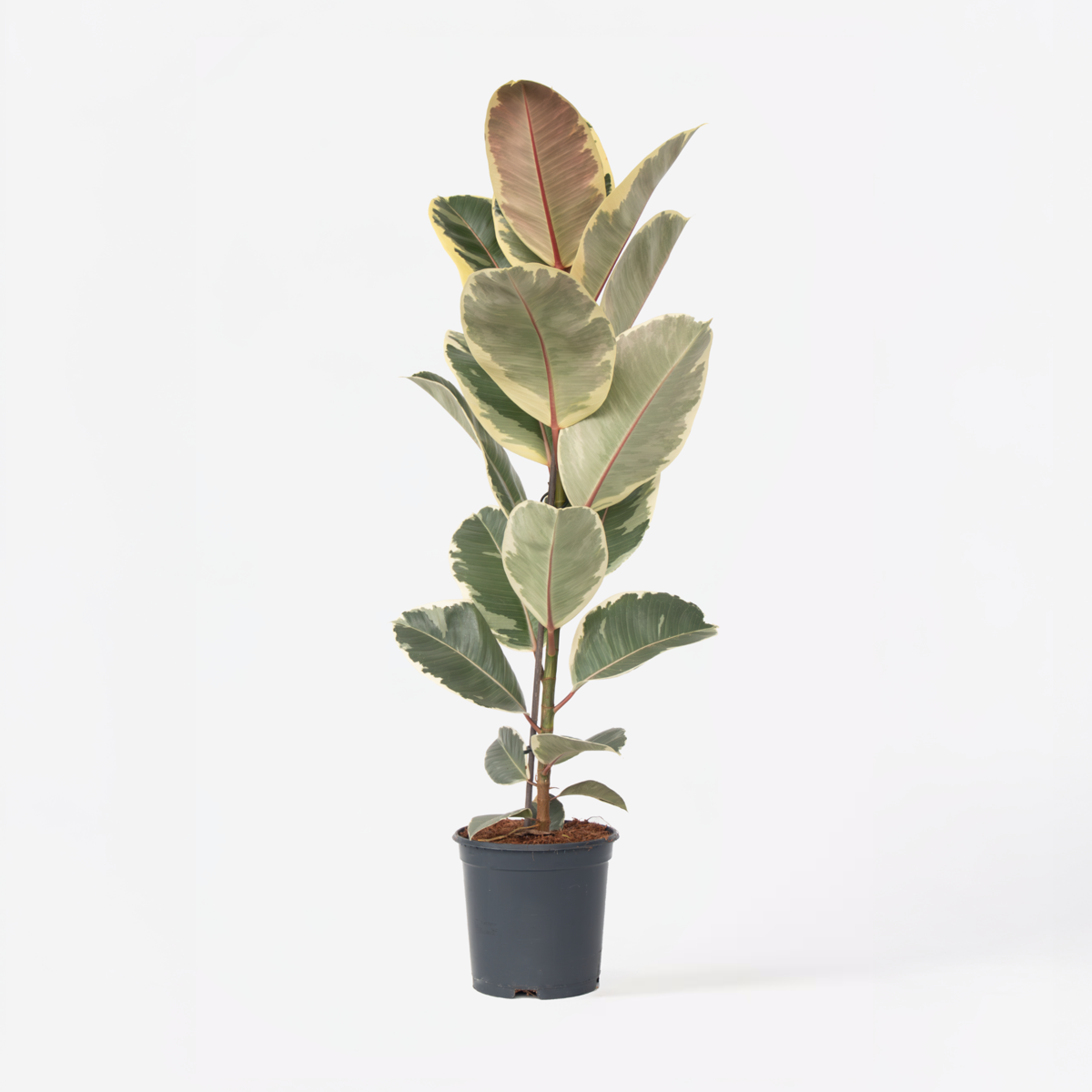 Ficus Gummibaum - Ficus Elastica 'Tineke' - Höhe 75-100Cm - ⌀24Cm