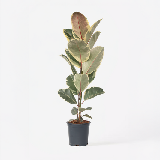 Ficus Gummibaum - Ficus Elastica 'Tineke' - Höhe 75-100Cm - ⌀24Cm