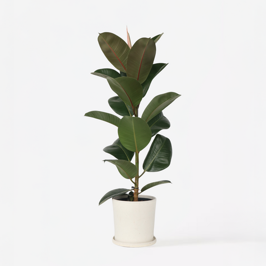 Ficus Gummibaum - Ficus Elastica 'Robusta' - Höhe 75-100Cm - ⌀24Cm