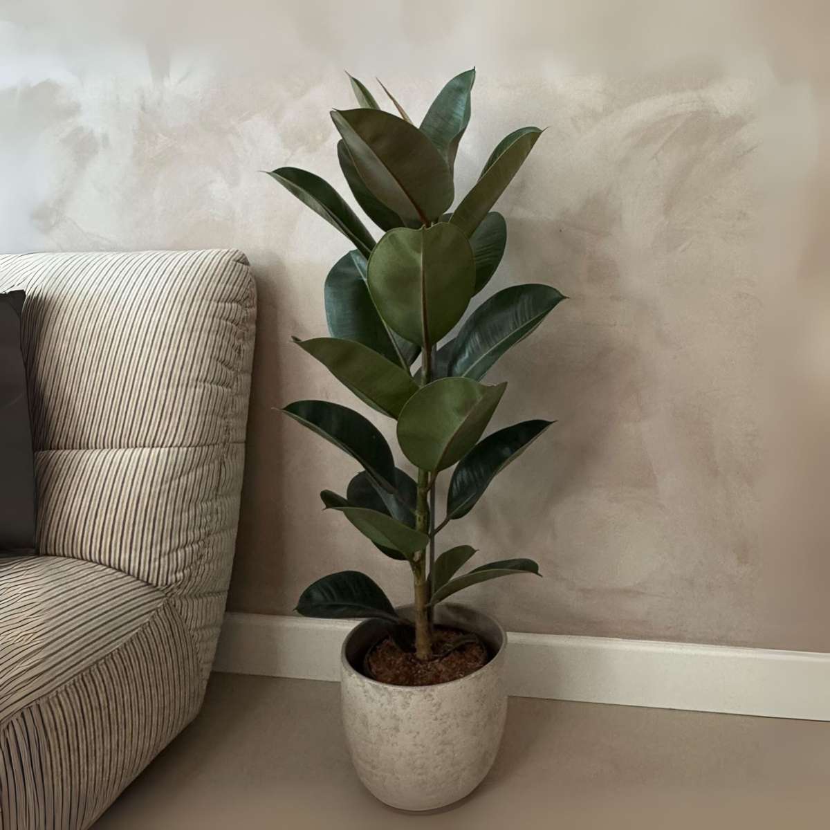 Ficus Gummibaum - Ficus Elastica 'Robusta' - Höhe 75-100Cm - ⌀24Cm