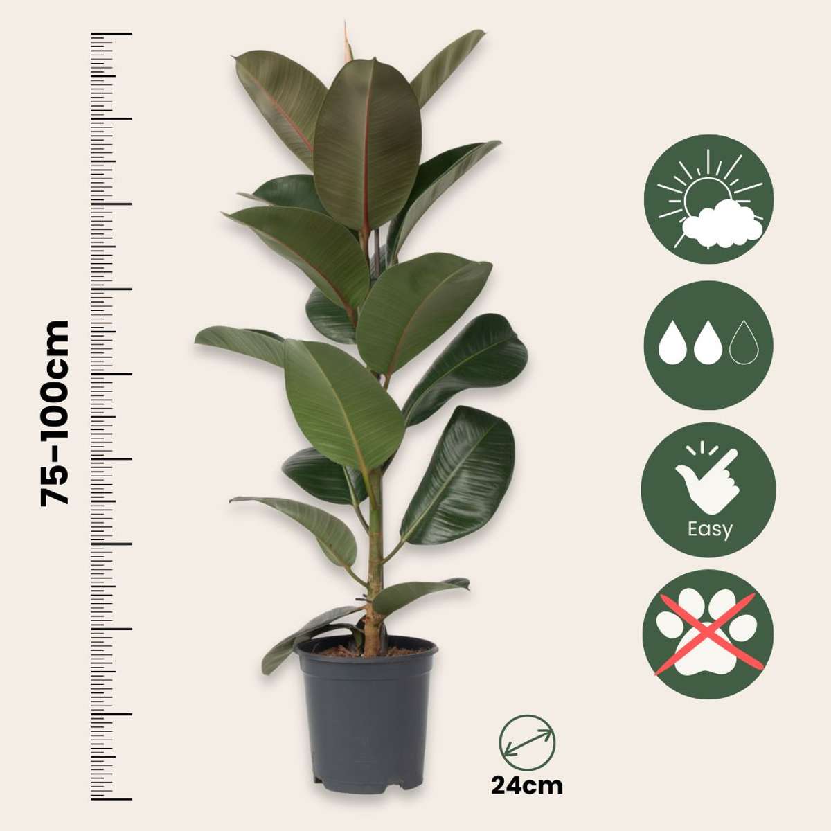 Ficus Gummibaum - Ficus Elastica 'Robusta' - Höhe 75-100Cm - ⌀24Cm