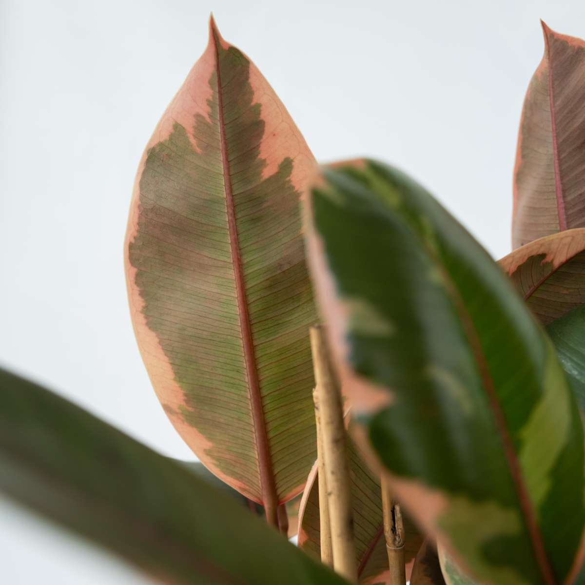 Ficus Gummibaum - Ficus Elastica 'Belize' - Höhe 75-100Cm - ⌀24Cm