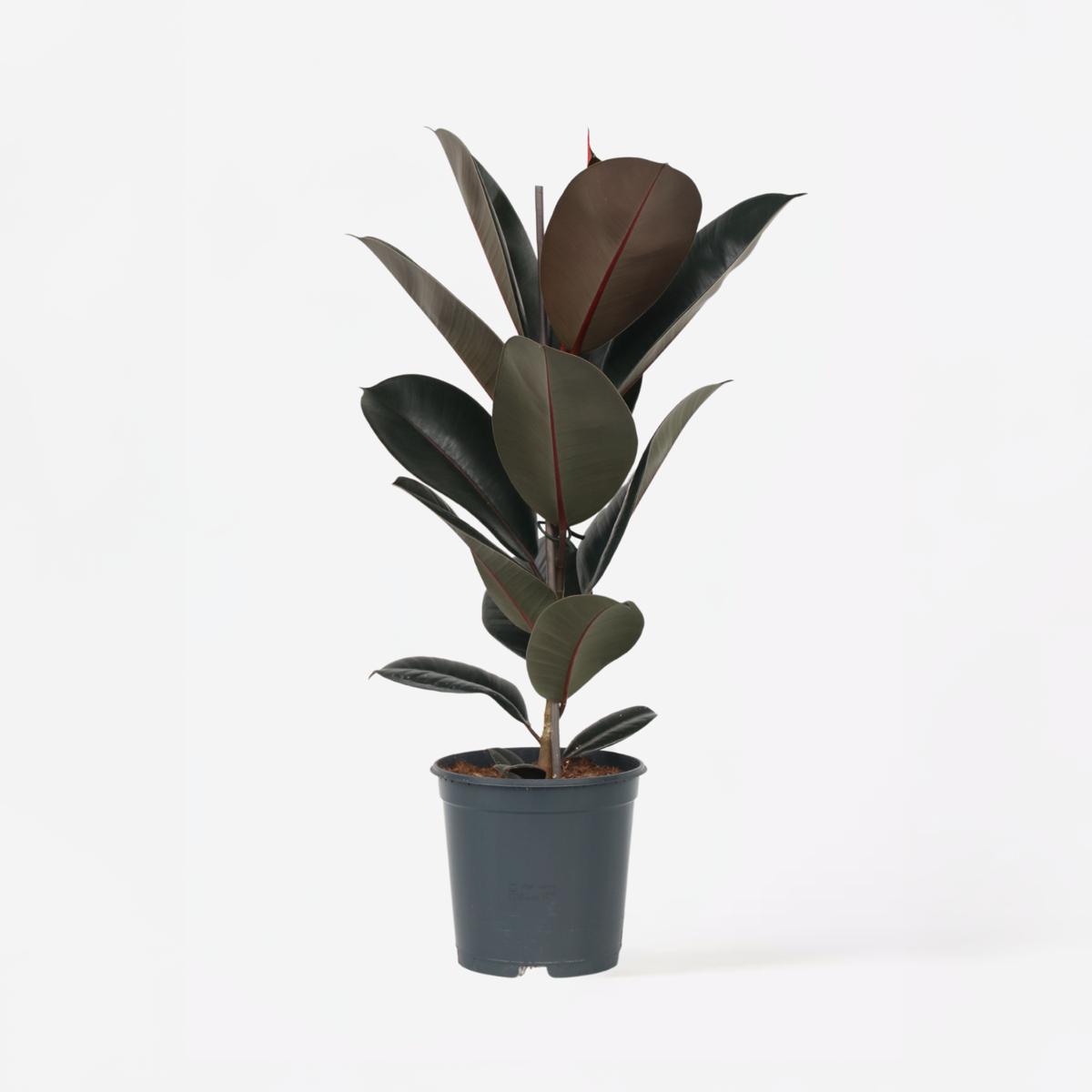 Ficus Gummibaum - Ficus Elastica 'Abidjan' - Höhe 75-100Cm - ⌀24Cm