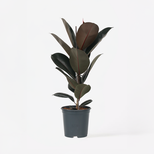 Ficus Gummibaum - Ficus Elastica 'Abidjan' - Höhe 75-100Cm - ⌀24Cm