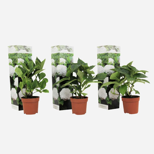 Hydrangea Hortensie - 3 Stk - Hydrangea Macrophylla 'Wudu' - Höhe 25-40Cm - ⌀9Cm