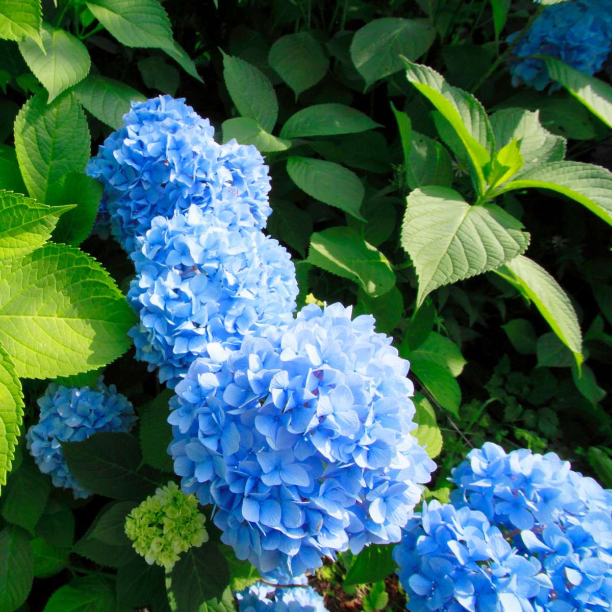 Hydrangea Hortensie - 3 Stk - Hydrangea Macrophylla 'Early Blue' - Höhe 25-40Cm - ⌀9Cm