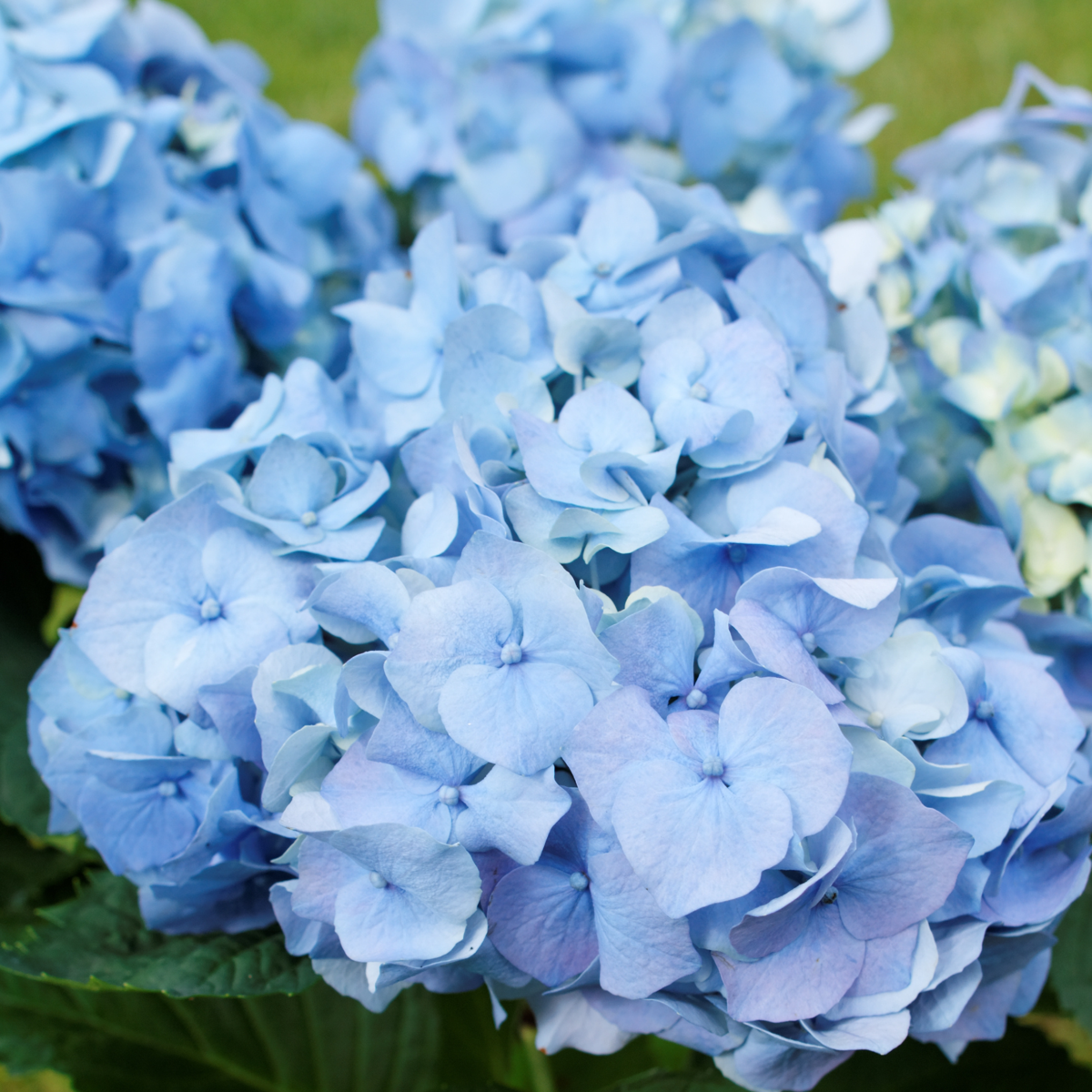 Hydrangea Hortensie - 6 Stk - Hydrangea Macrophylla - Höhe 25-40Cm - ⌀9Cm