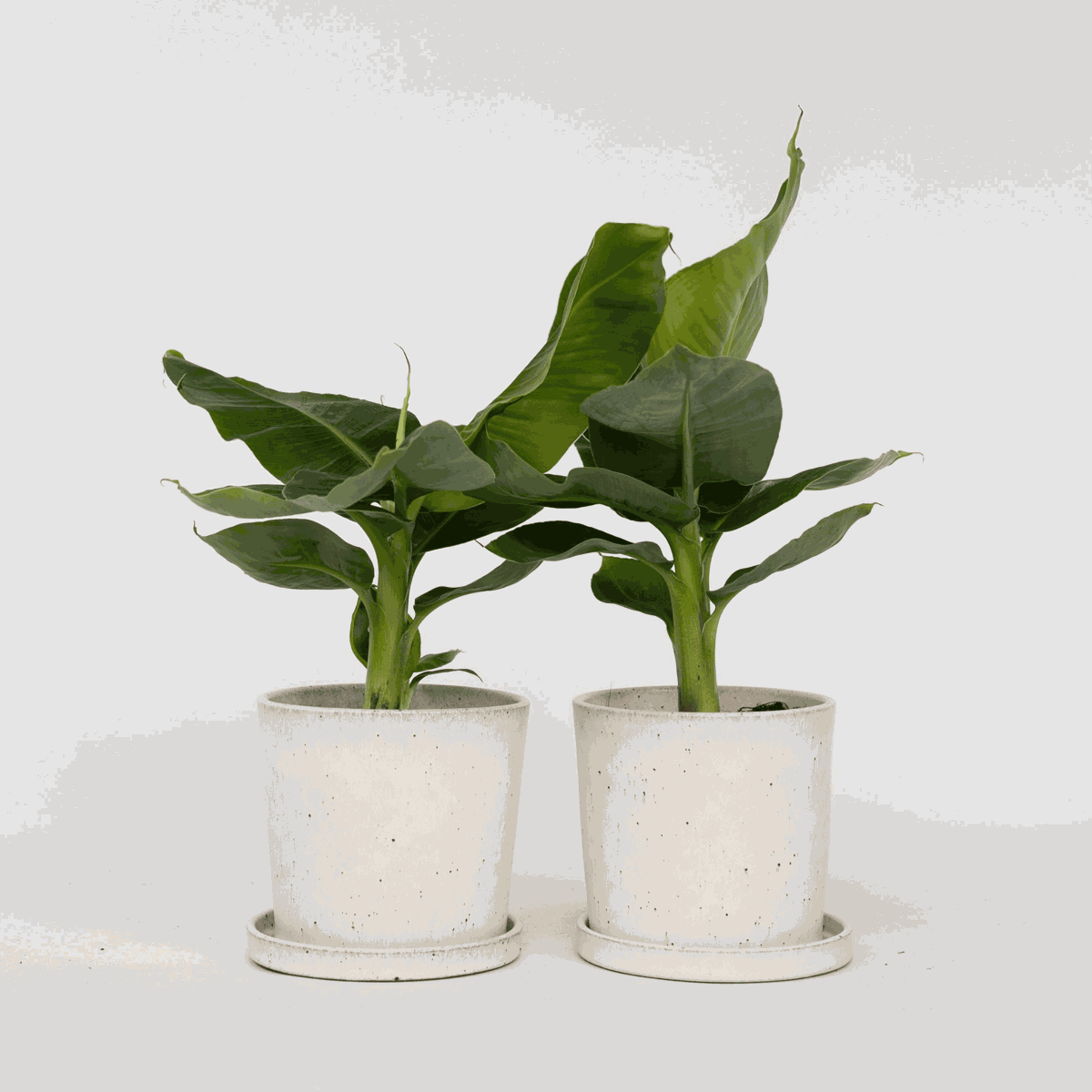 Other Green Houseplants Bananenpflanze - 2 Stk - Musa 'Oriental Dwarf' - Höhe 25-40Cm - ⌀12Cm