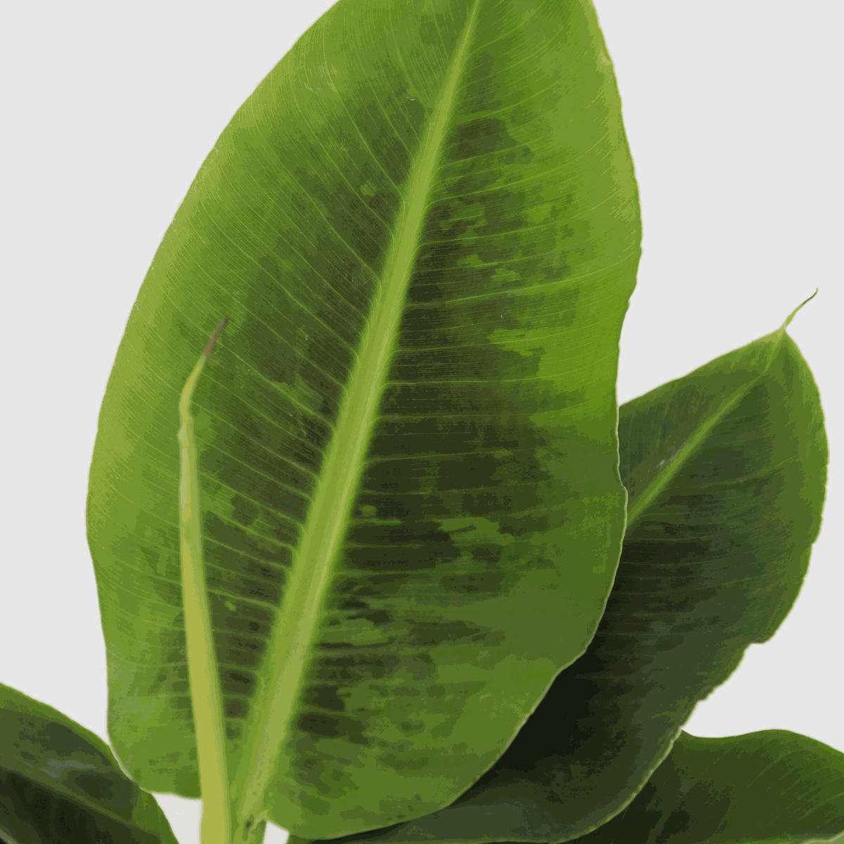 Other Green Houseplants Bananenpflanze - 2 Stk - Musa 'Oriental Dwarf' - Höhe 25-40Cm - ⌀12Cm