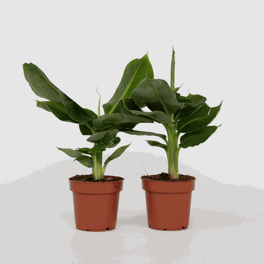 Other Green Houseplants Bananenpflanze - 2 Stk - Musa 'Oriental Dwarf' - Höhe 25-40Cm - ⌀12Cm